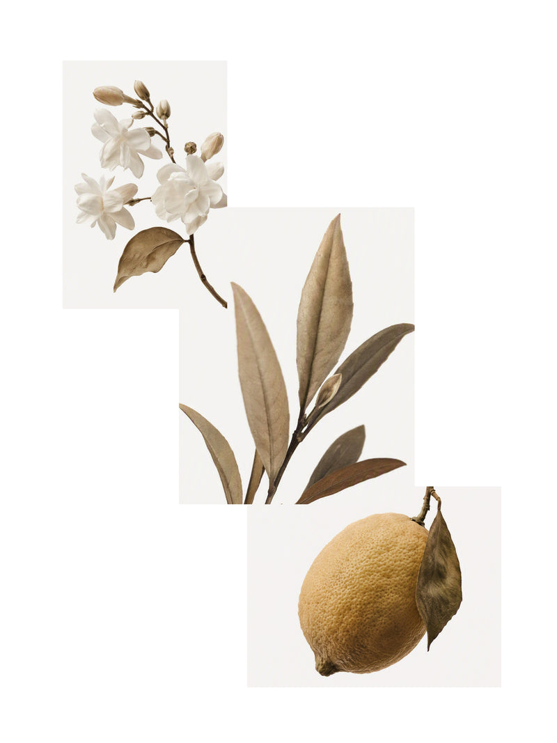 Afternoon Tea Fragrance Mist