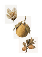 Japanese Yuzu Room Diffuser